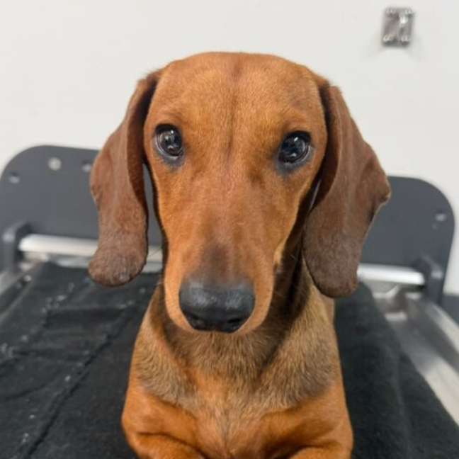 Photo of Gunther