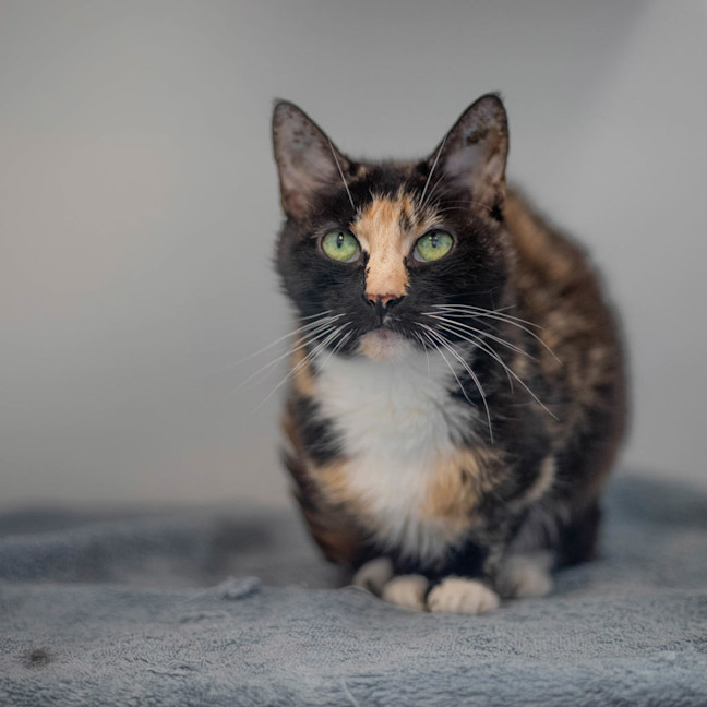 Photo of Smudge