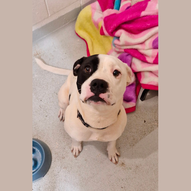 Photo of D1013 Odette