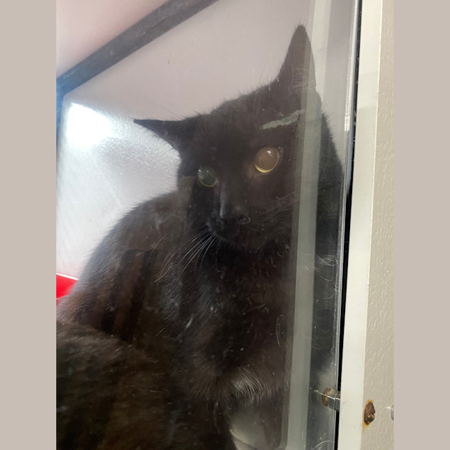Photo of Salem