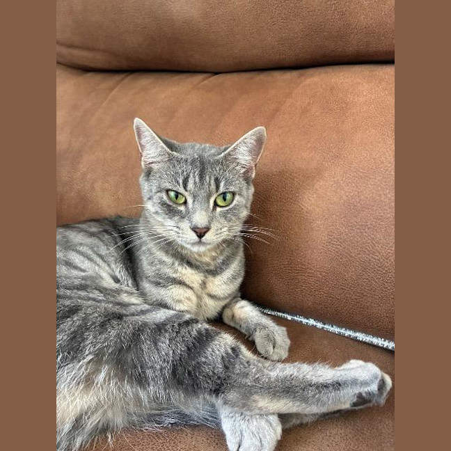 Photo of Shelby