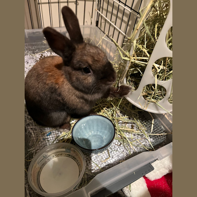 Photo of Bunny Boop