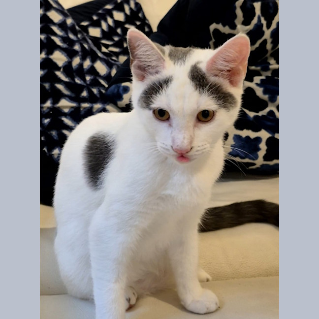 Photo of Nala And Zazu