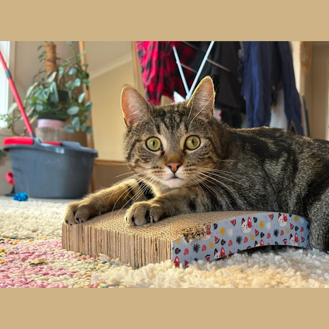 Photo of Tommy