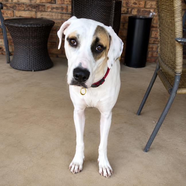 Photo of Zelda
