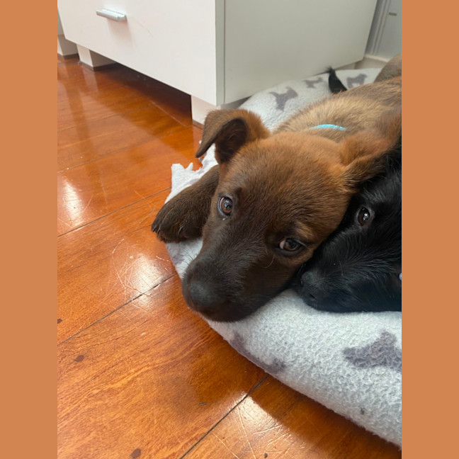Photo of Benzo   10 Week Old Cattle Dog X Weimaraner