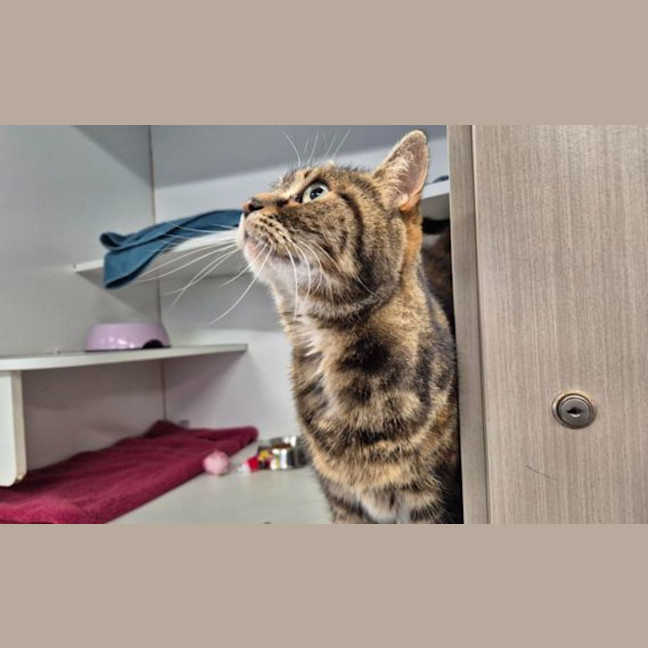 Photo of Pumpkin