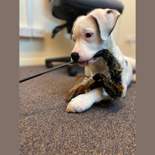 Photo of Chomps