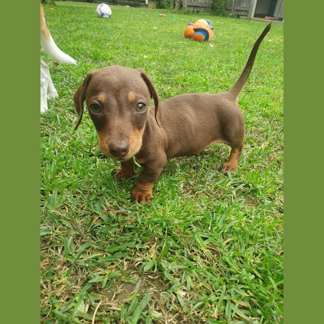 Photo of Tater Tot (Winston)