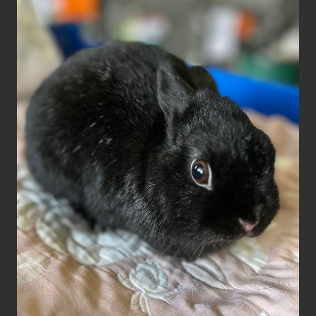 Photo of Coco
