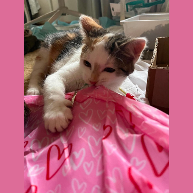 Photo of Callie