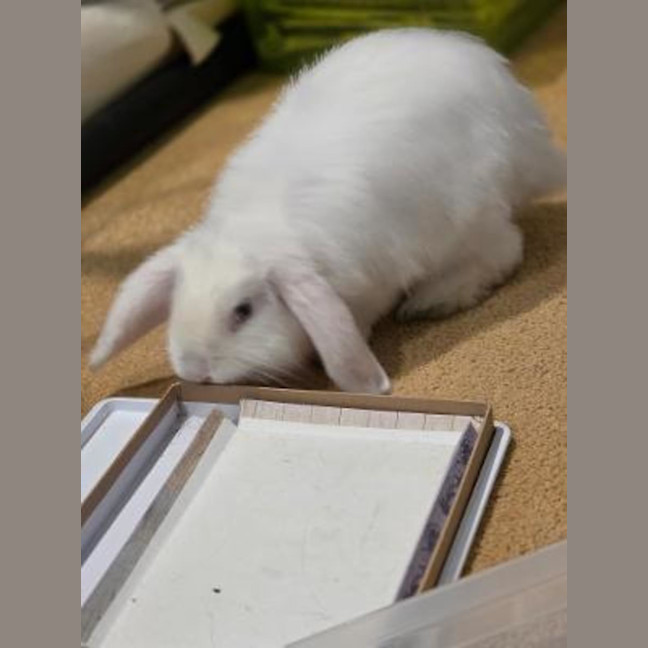 Photo of Flip
