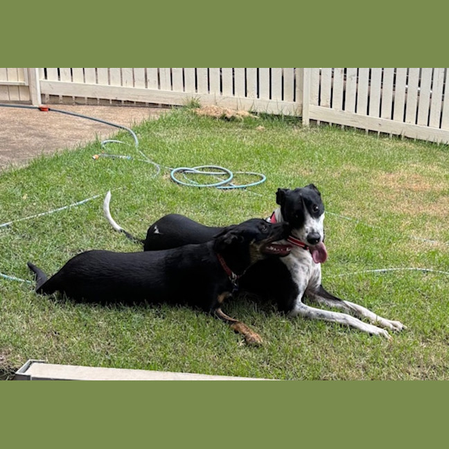 Photo of Scarlet *$350 Adoption Fee*