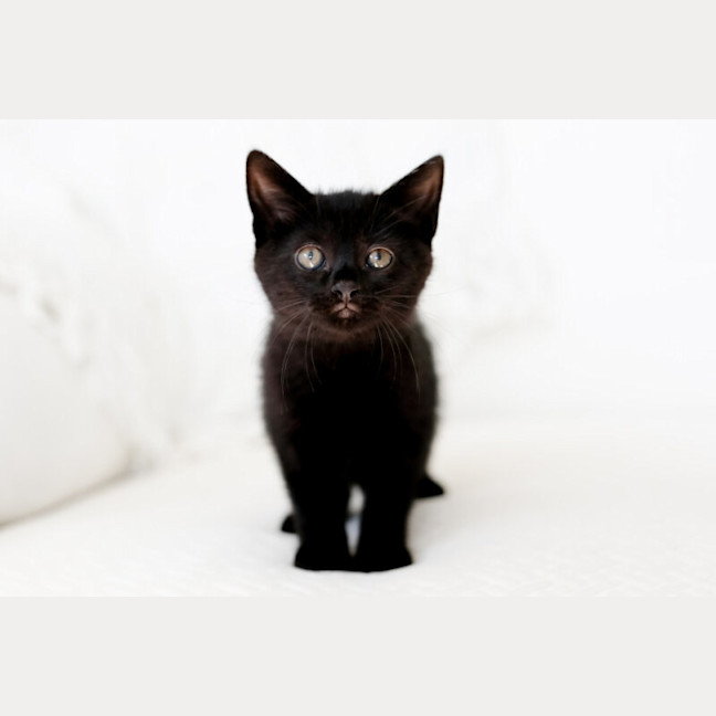 Photo of Indie