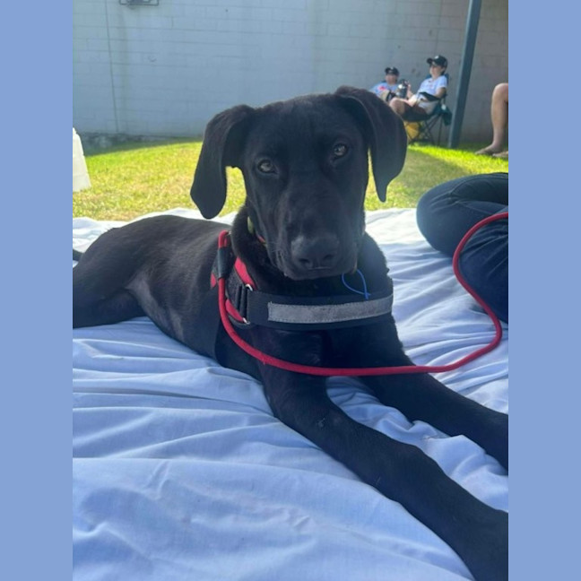 Photo of Elphaba   5 Month Old Shepherd X