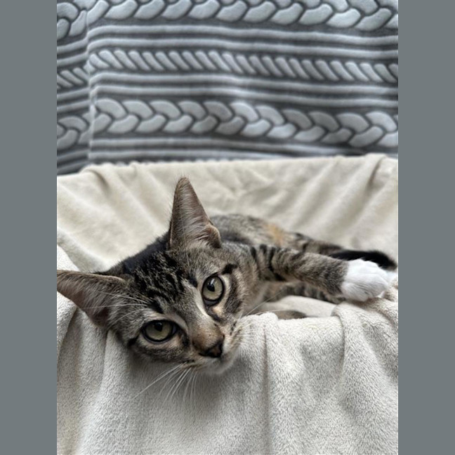 Photo of Mango