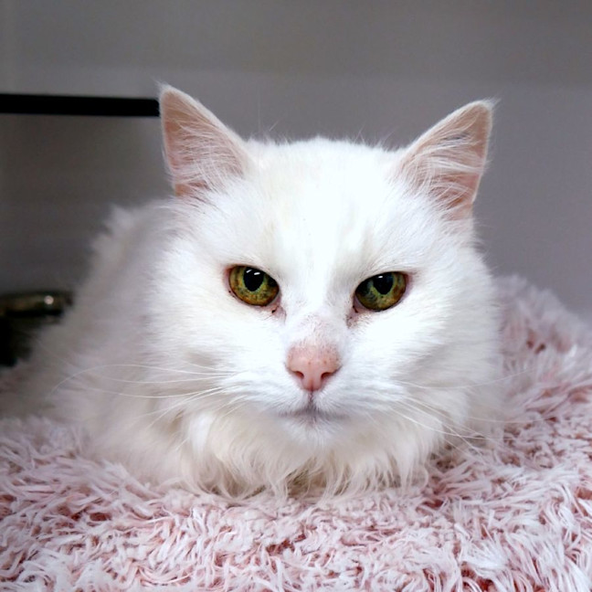 Photo of Quincy Sua011437 