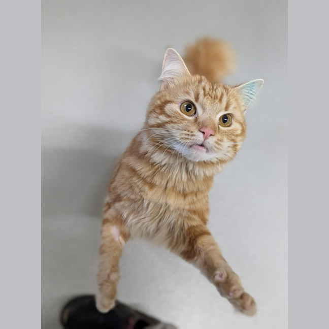 Photo of 🎃 Jonesy 6455 🎃