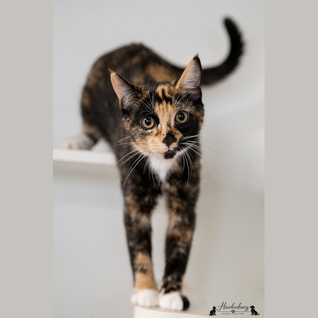Photo of Dolly