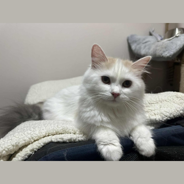 Photo of Crystabelle