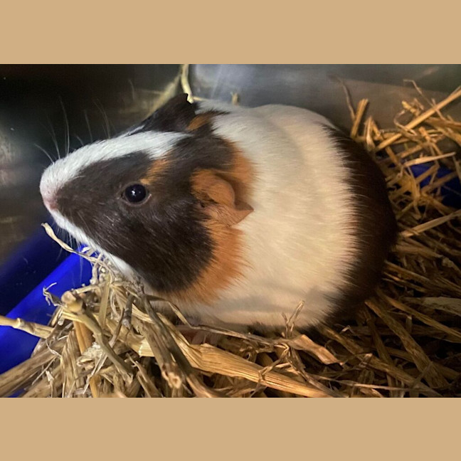 Photo of Harmony (Bonded With Hope)