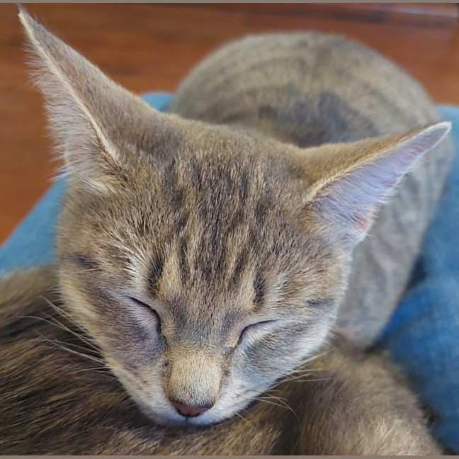 Photo of Skye