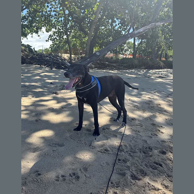 Photo of Shadow