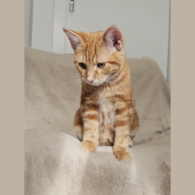 Photo of Splat