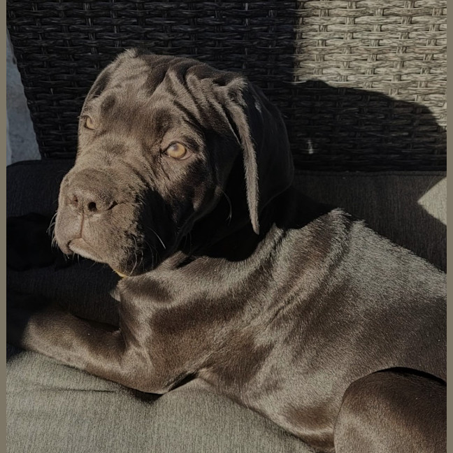 Photo of Shadow