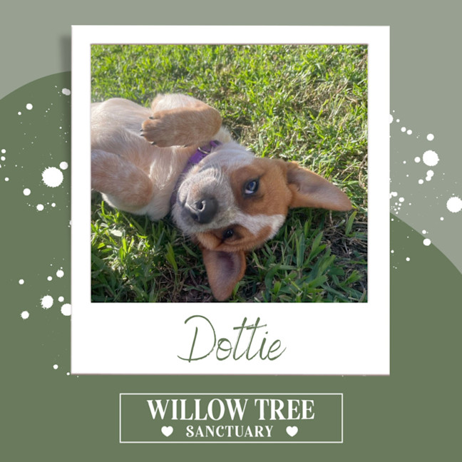Photo of Dottie