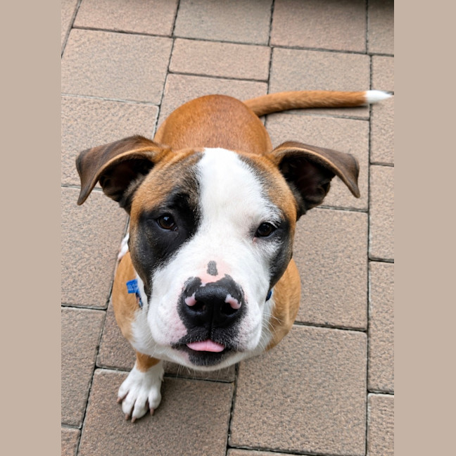 Photo of Bowie   8 Month Old Boxer X Staffy