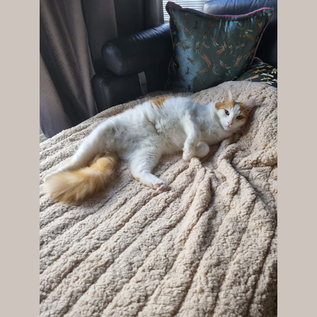 Photo of Mr Peaches (Assisted Rehome)