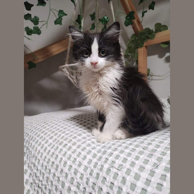 Photo of Biscuit, Oreo And Cookie