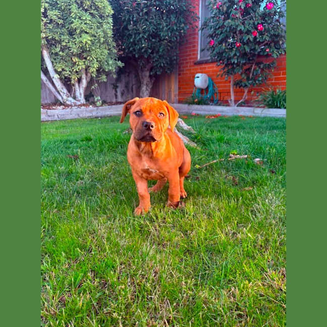 Photo of Ivy