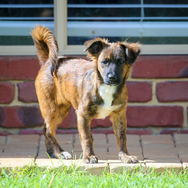 Photo of Onyx