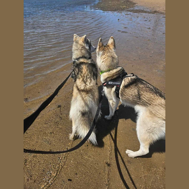 Photo of Nala & Napoleon 