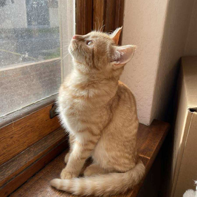 Photo of Ginger   Located In Reservoir