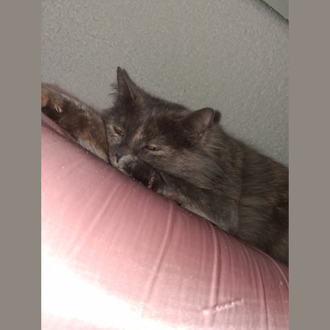 Photo of Luna