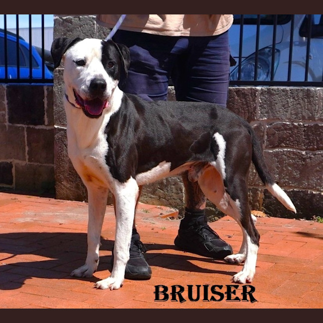 Photo of Bruiser