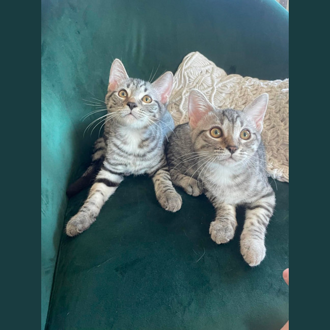 Photo of Pia And Pippin