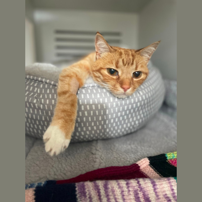 Photo of Puss In Boots