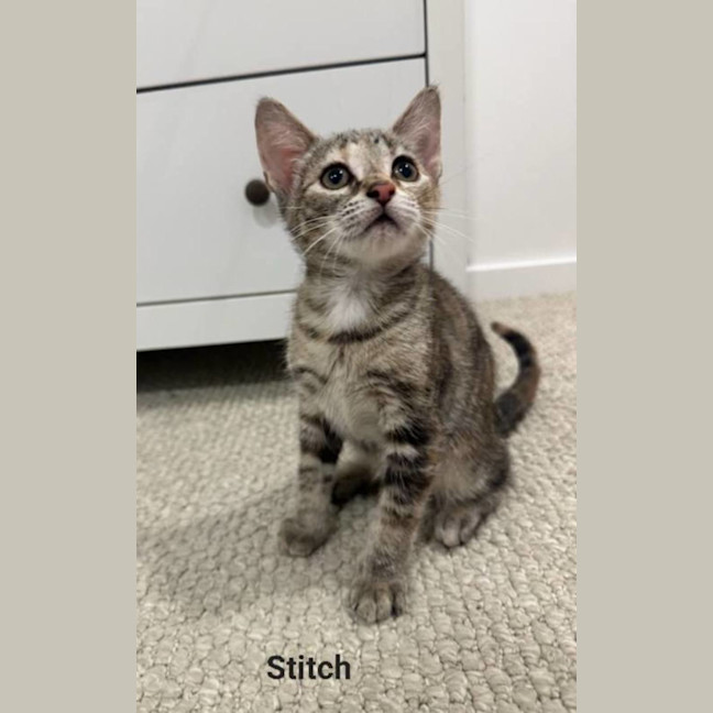 Photo of Stitch