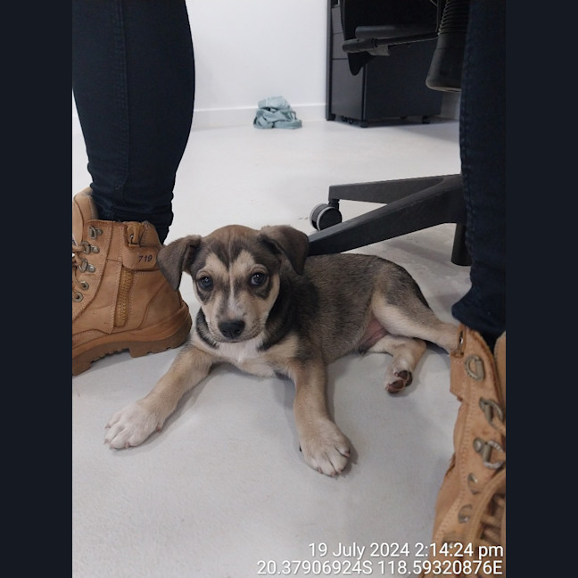 Photo of Balto (Spyro)