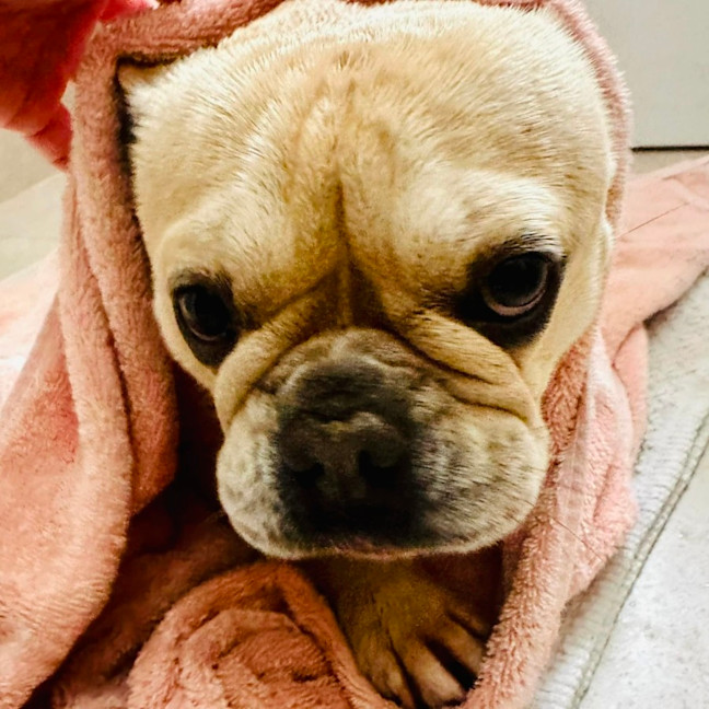 Photo of Goldie