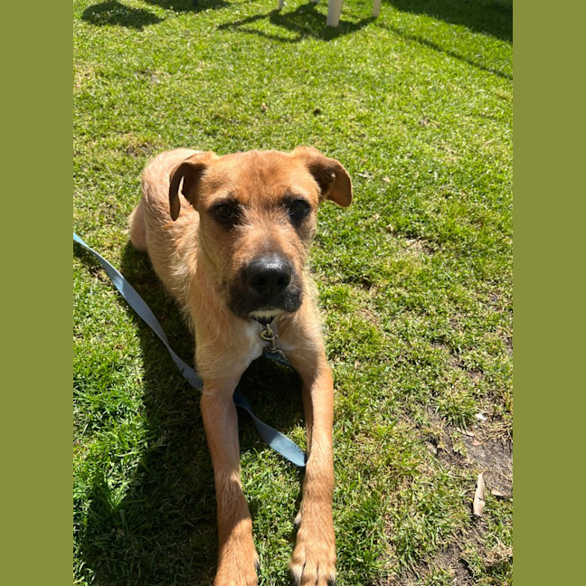 Photo of Sarge