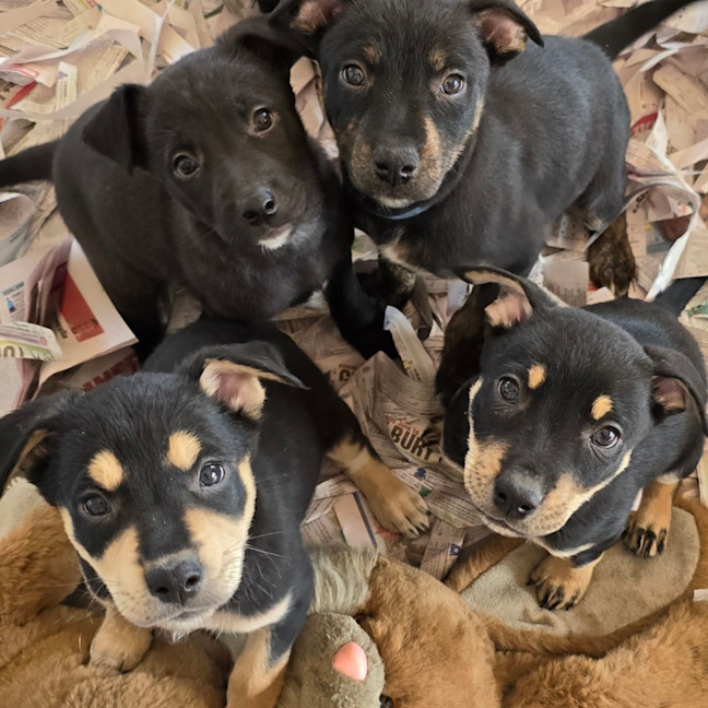 Photo of Gonzo The Great