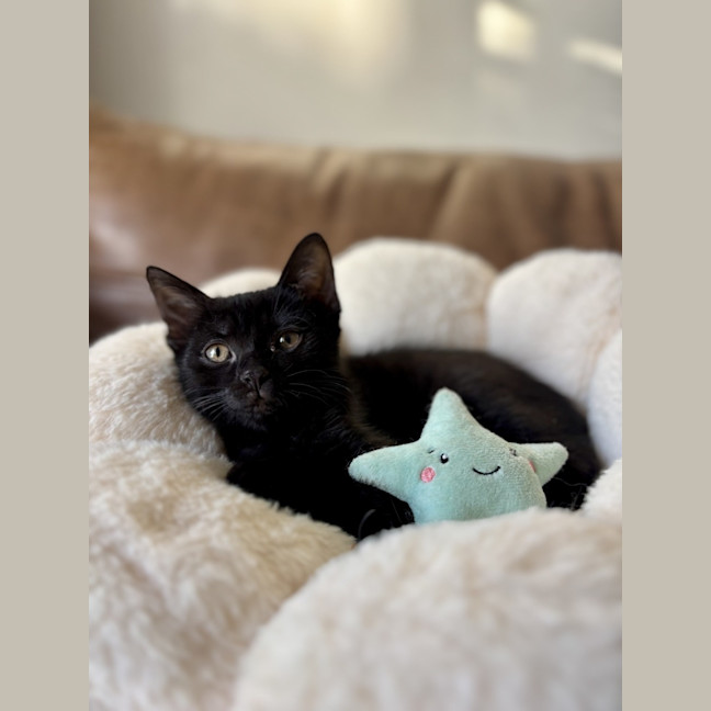 Photo of Mudcrab, Breamie & Yabby