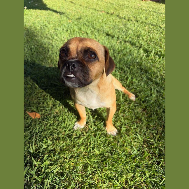 Photo of Stella