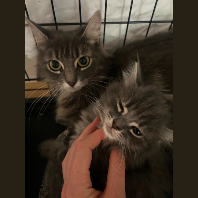 Photo of ✨ Hazel & Harmony ✨