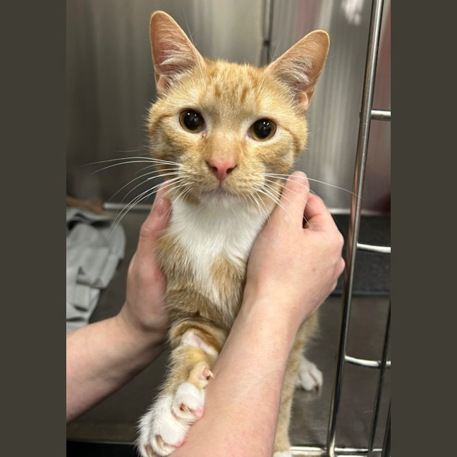 Photo of Ginger Baker & Hazel Nutten Hut